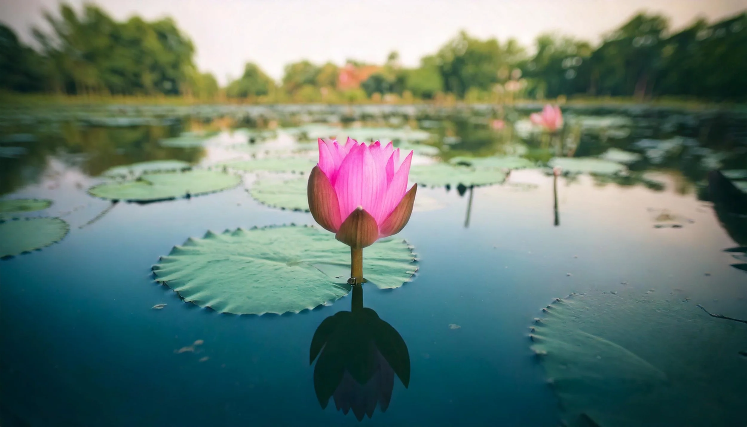 A pink lotus rising clean above still water among lily pads